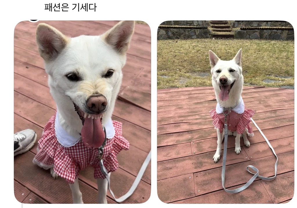 강아지 옷 샀는데 너무 과한가..? (11)