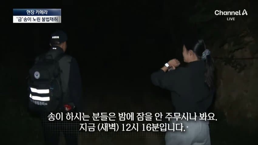 채널a) 송이버섯 1kg에 160만원...밤낮 추격전 (13)