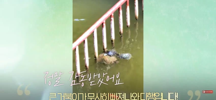 큰 거북이 곤경에 처하자 헤엄쳐간 작은 영웅들 (15)