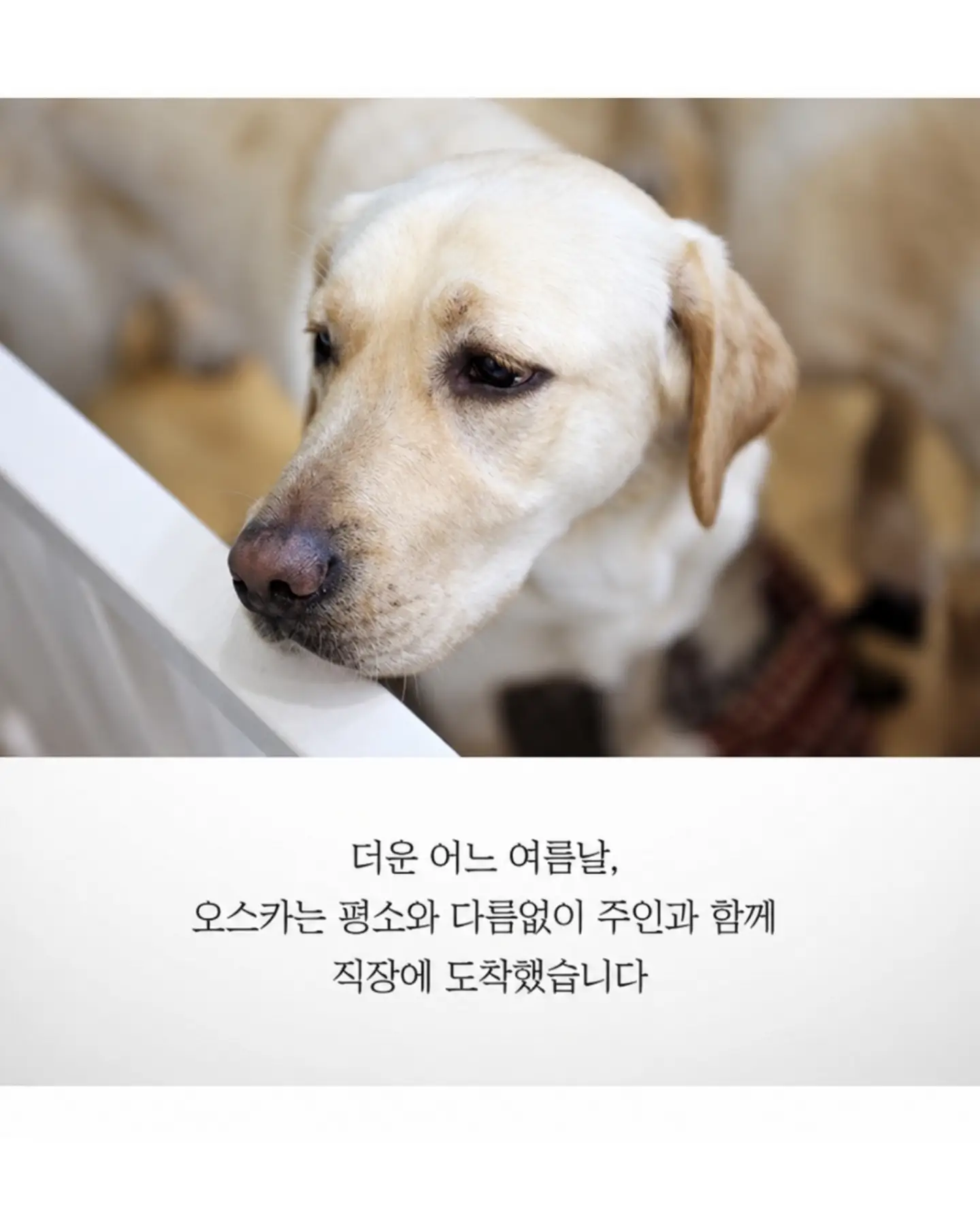 싱글벙글 흉기에 찔려도 참아낸 안내견 오스카 (2)