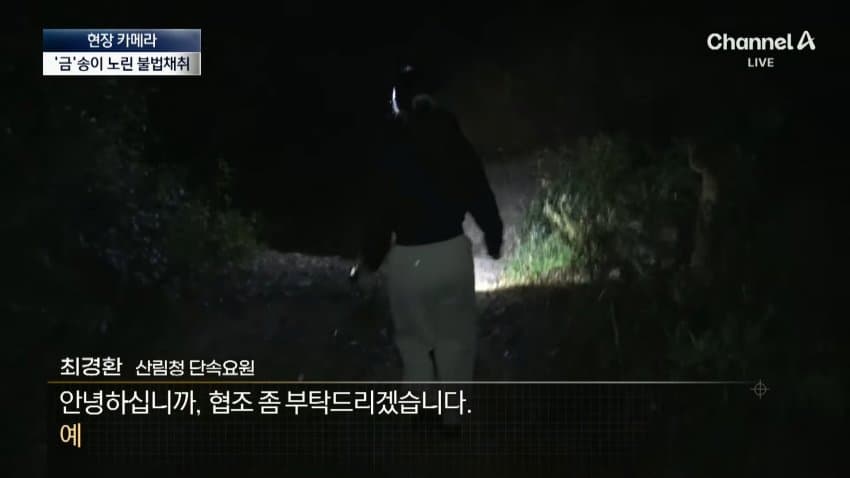 채널a) 송이버섯 1kg에 160만원...밤낮 추격전 (15)