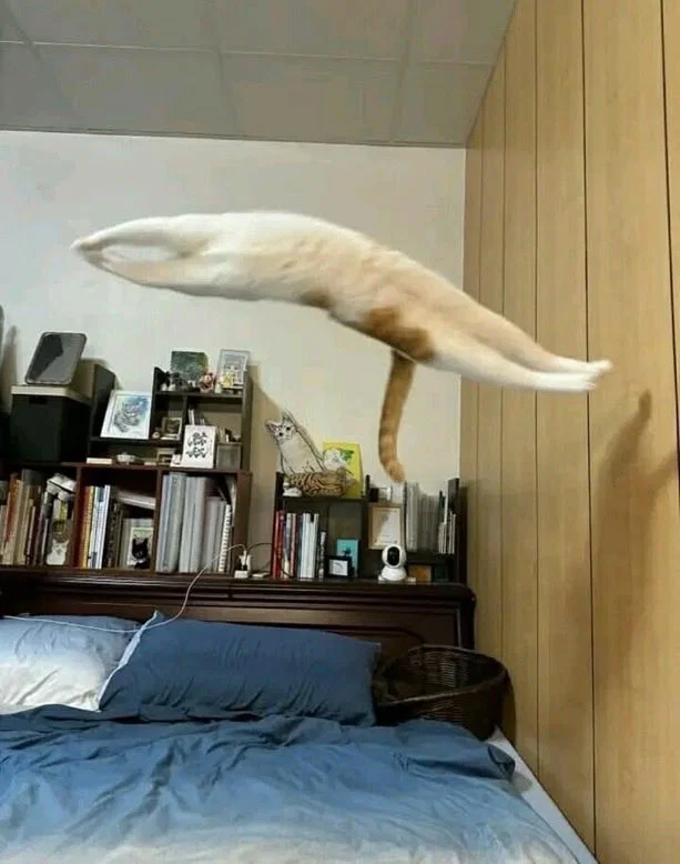 맘마를 맛있게 먹은게 분명한 아기냥이 (23)