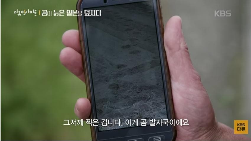 곰이 늙은 일본을 덮치다. 여고생 덮친 아키타 반달곰,, (48)