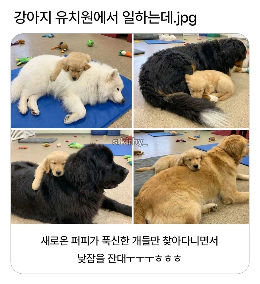 푹신한 아저씨가 좋은 갱얼쥐