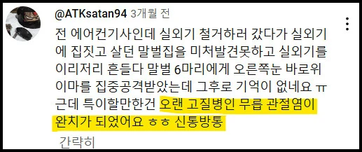 충격적인 말벌에 쏘인 후기