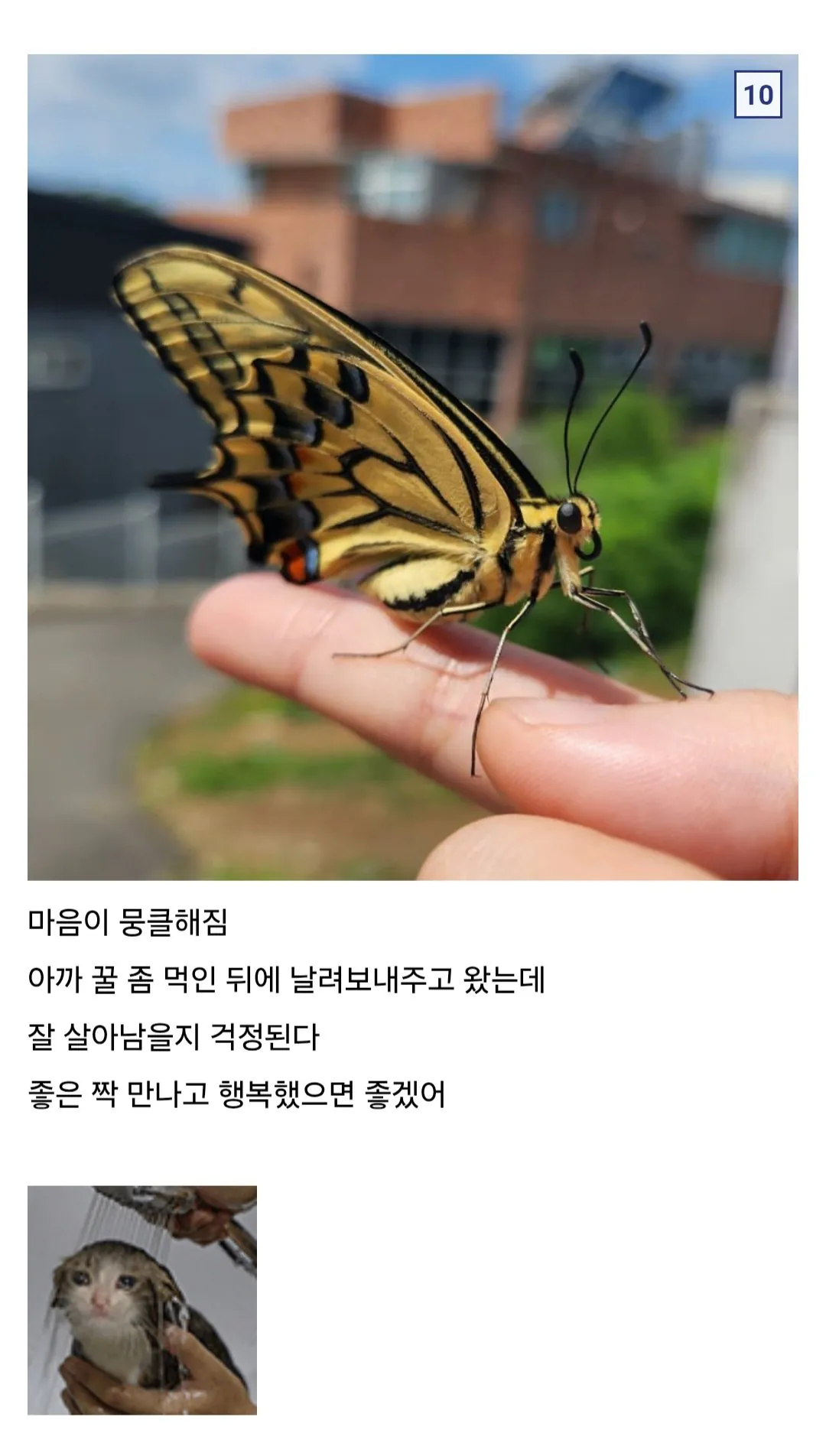 애벌레 잡아서 나비까지 키운 사람 (8)