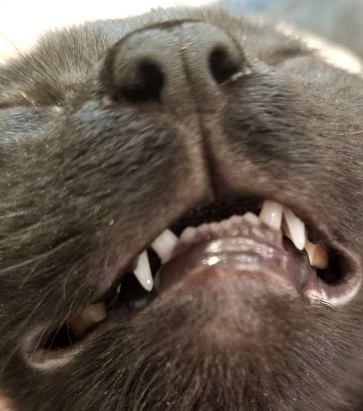 FlMQci