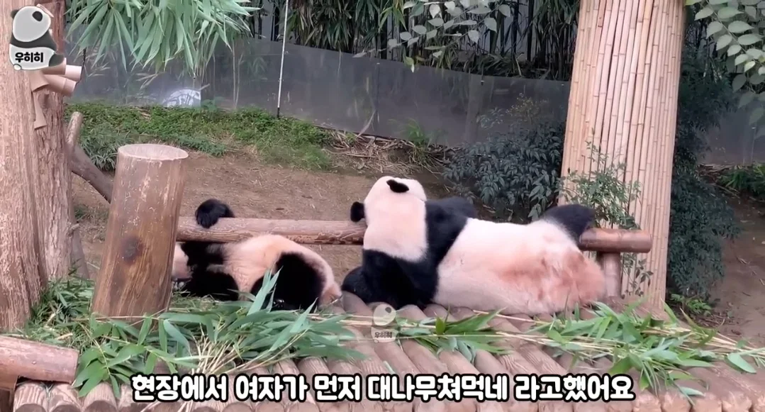 의외로 판다월드가면 이런 막말하는 관람객많음 (4)