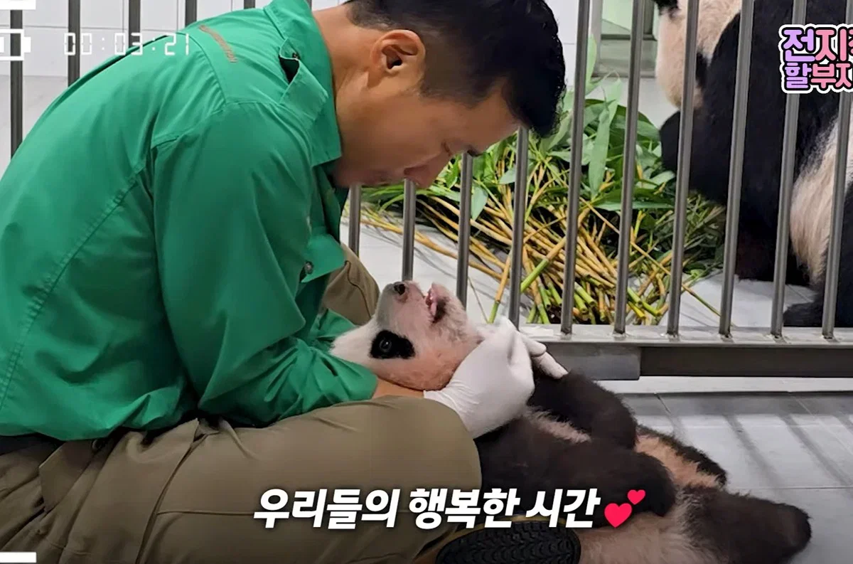 할부지 품안에서 녹아버린 슈크림🐼🩵 (8)