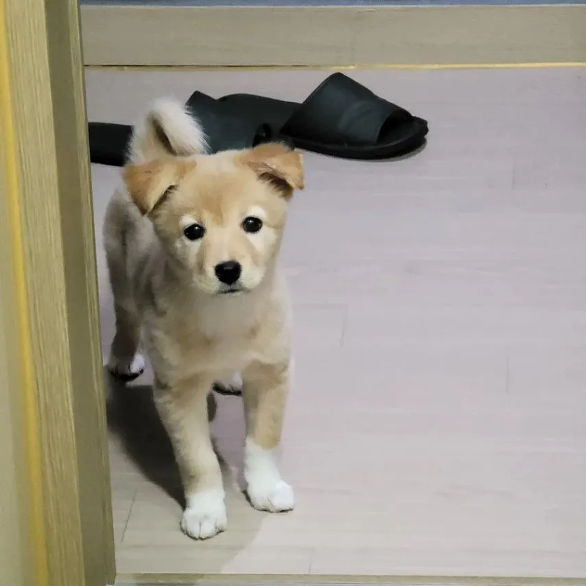 키우던 멍뭉이가 점점 롱다리가 돼서 당황한 견주
