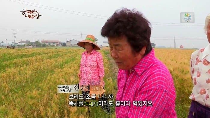 싱글벙글 보릿고개 시절에 먹었다는 잡초풀죽 (6)
