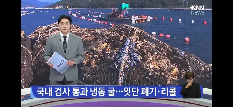 현재 심각하다는 굴 전량 폐기 사태