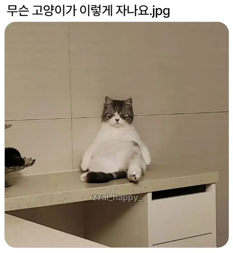 무슨 고양이가 이렇게 자나요