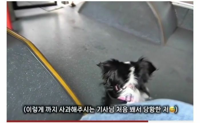 청각장애인 보조견 탑승을 거부한 버스기사님 (12)