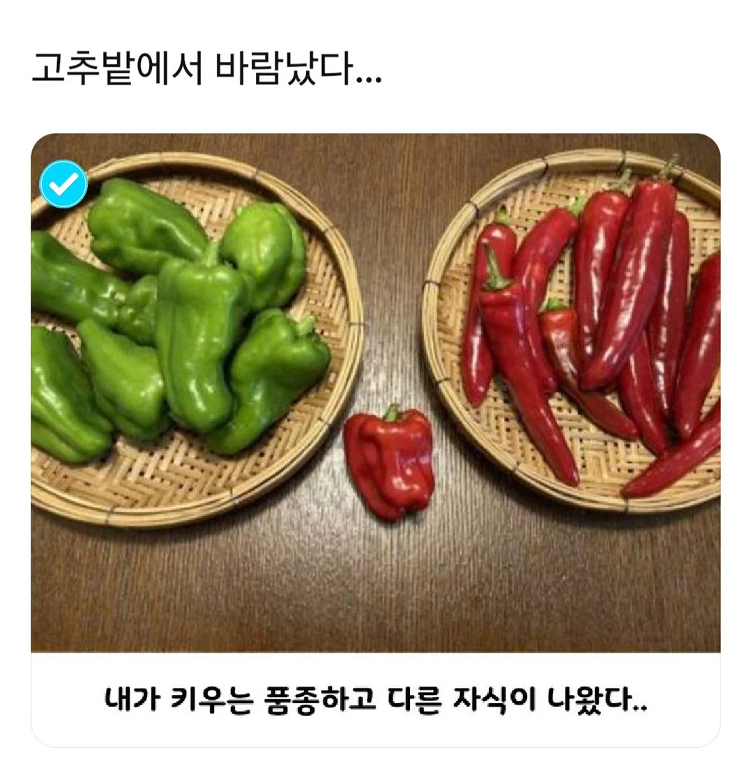바람난 고추밭