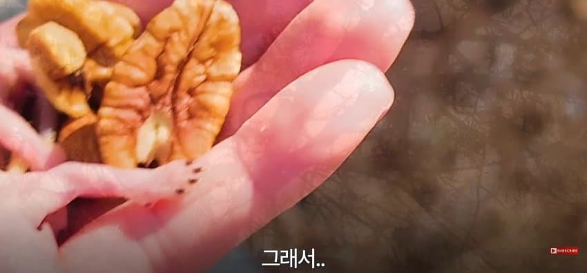 어미 다람쥐에게 갈곳 잃은 새끼 보여줬더니.. (12)