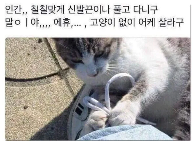미용실 보냈는데 푸들이 실종되고 아기양으로 돌아왔습니다 (8)