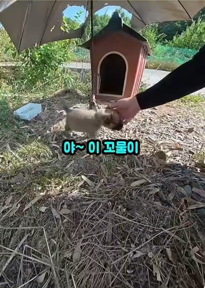 조회수1500만 견주 허락 없이 1개월 아기 강아지 그늘막 설치 사연, (3)