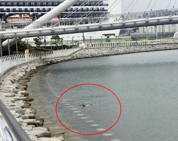 부산 북항 친수공원에 나타난 3m 상어 (2)