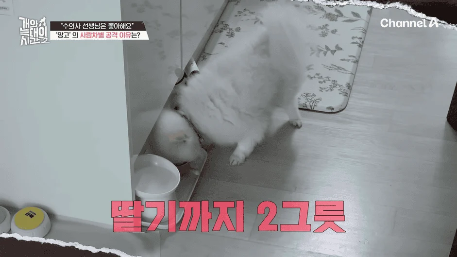 [#개와늑대의시간2] _저 같아도 물 것 같._ 하루에 개를 462번 부르는 보호자!_😨🚨 (귀에 딱지 앉을 듯.)🤕🐕 _ 개와 늑대의 시간2 17회 13-59 screenshot.png