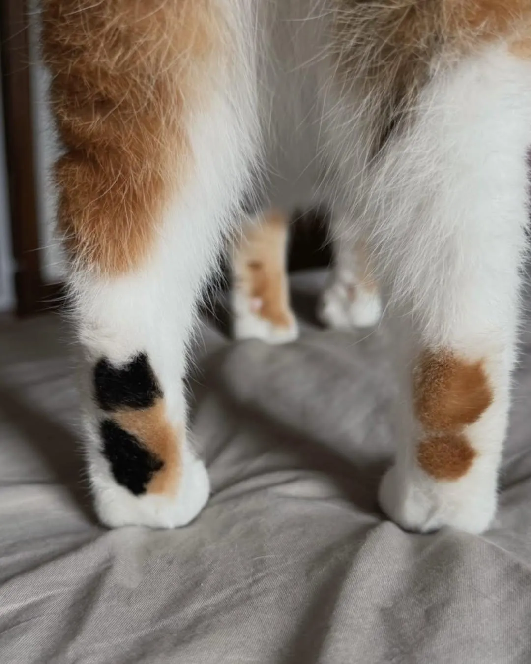 고양이 문신 고양이