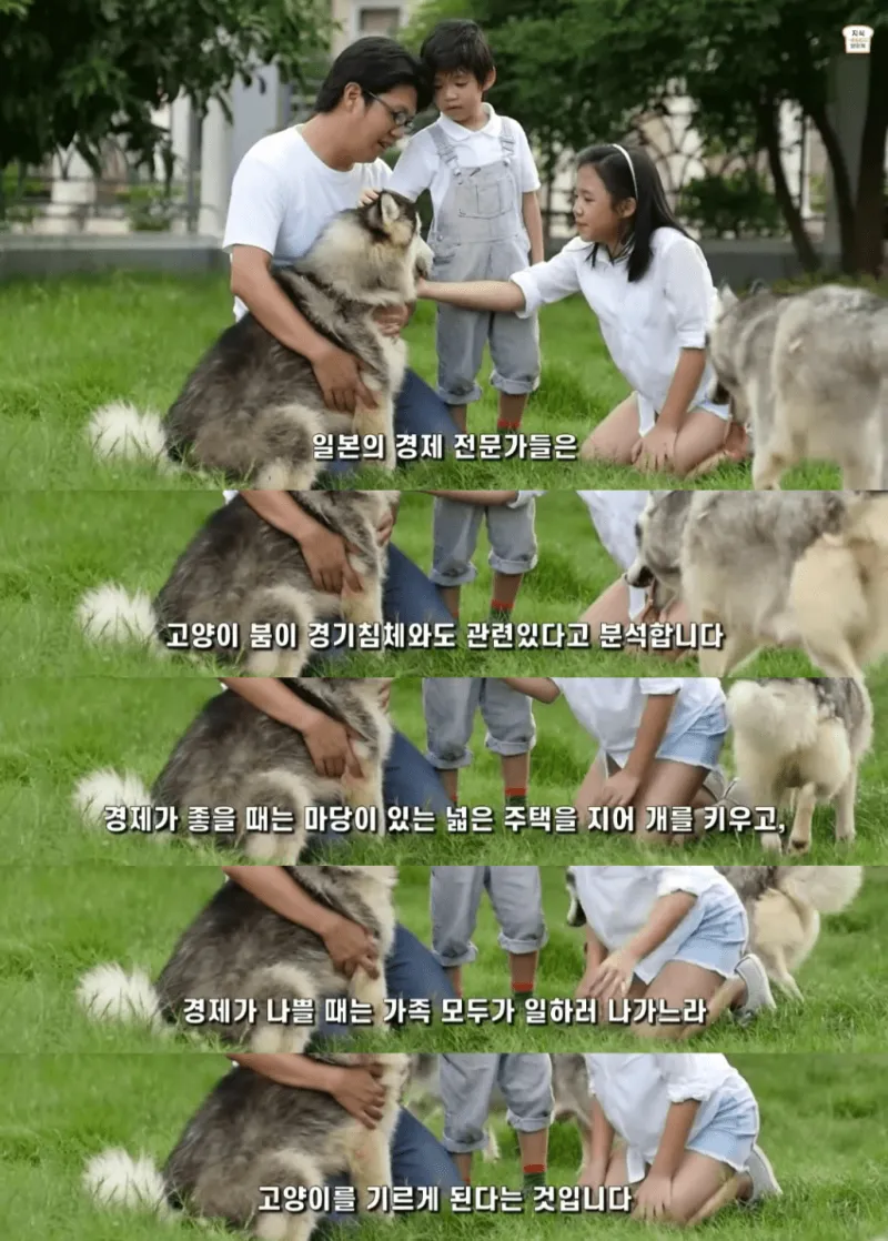 일본인들이 개보다 고양이를 더 많이 키우는 이유