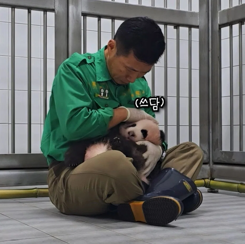 할부지 품안에서 녹아버린 슈크림🐼🩵 (4)