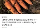 제주 산지직송 주스용 햇 구좌당근 10kg