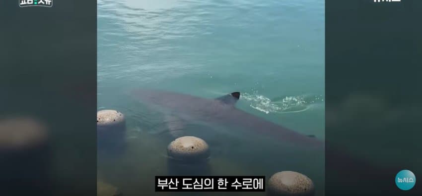상어 한마리에 3만명 몰려, 부산 명소가 된 북항