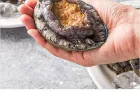국산 활 전복 7-9미 (총1kg)