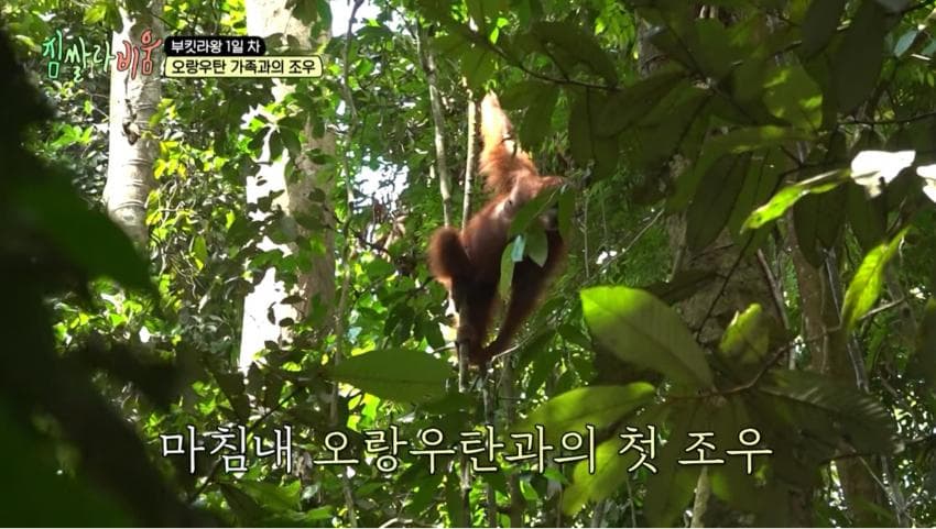 싱글벙글 정글에서 만나면 위험한 동물