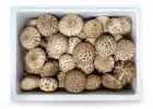 표고버섯 1kg 못난이
