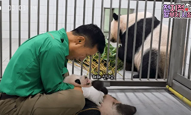 할부지 품안에서 녹아버린 슈크림🐼🩵 (7)