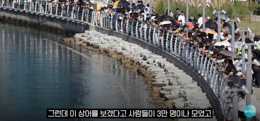 상어 한마리에 3만명 몰려, 부산 명소가 된 북항 (3)