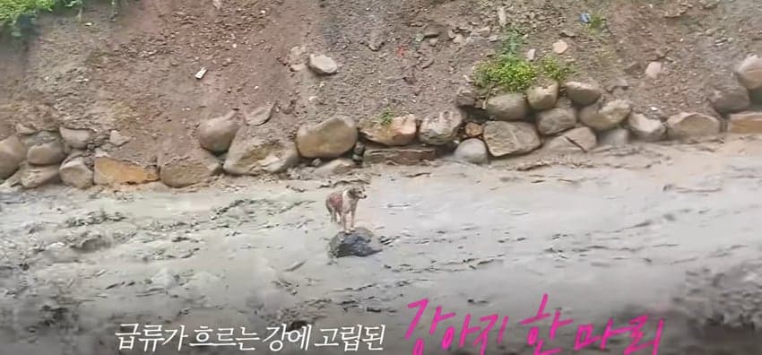 불어난 급류에 강아지 구하러 뛰어든 남자