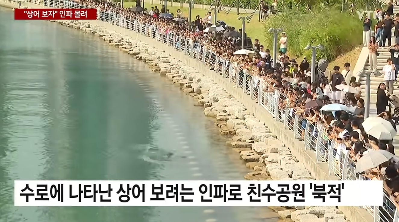 이틀째 상어 출몰에 '북새통'