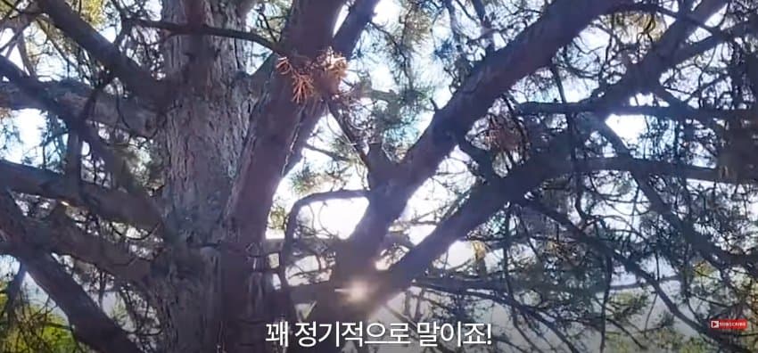 어미 다람쥐에게 갈곳 잃은 새끼 보여줬더니.. (17)