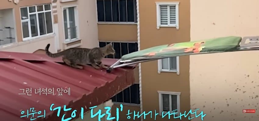 의문의 도구로, 지붕 위 고양이 구한 친구들 (4)