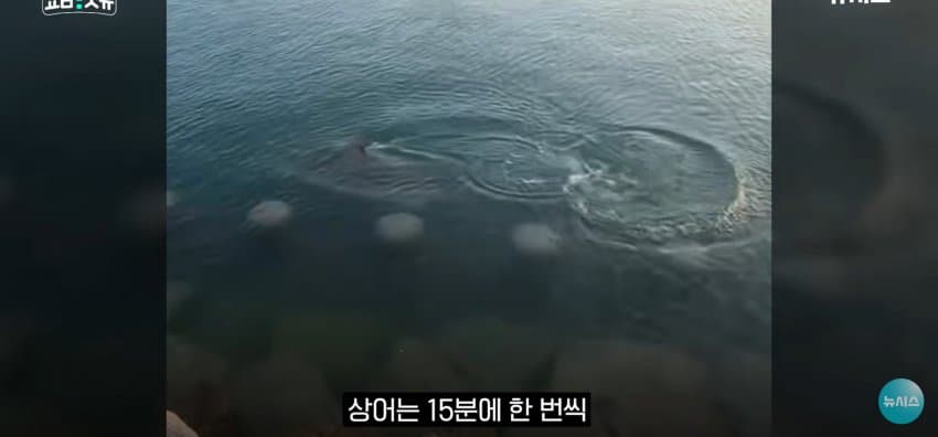 상어 한마리에 3만명 몰려, 부산 명소가 된 북항 (26)