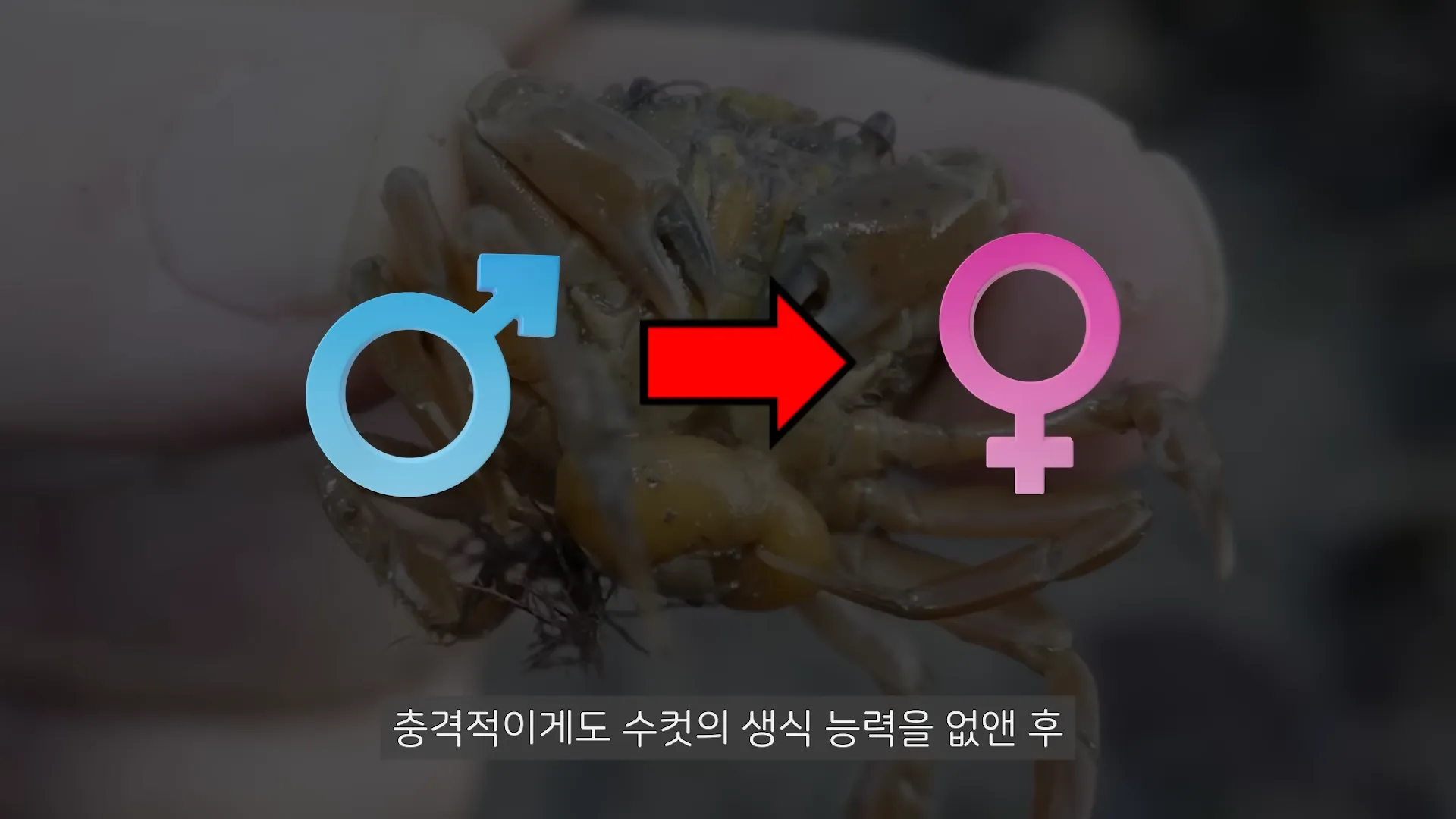 현실에서 TS를 시켜주는 성전환 기생충...ㄷㄷㄷ