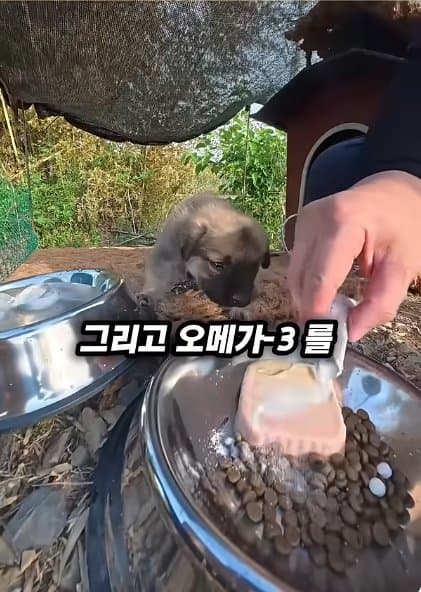 조회수1500만 견주 허락 없이 1개월 아기 강아지 그늘막 설치 사연, (39)