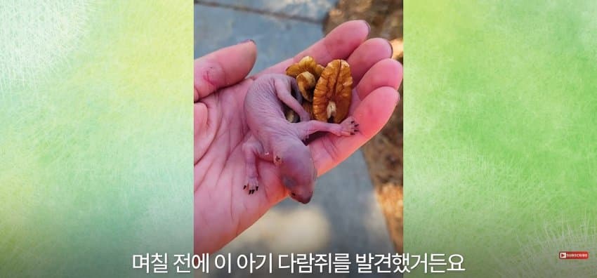 어미 다람쥐에게 갈곳 잃은 새끼 보여줬더니.. (7)