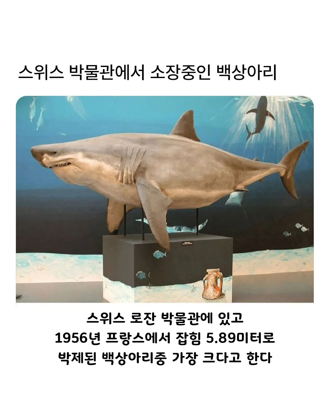 스위스 박물관에서 소장중인 백상아리의 숨겨진 비밀
