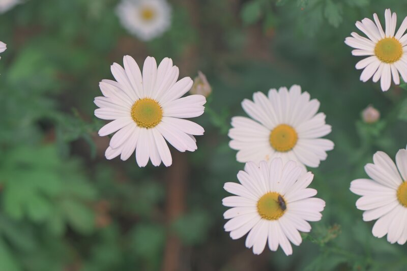 꽃 사진 몇 장 (2)