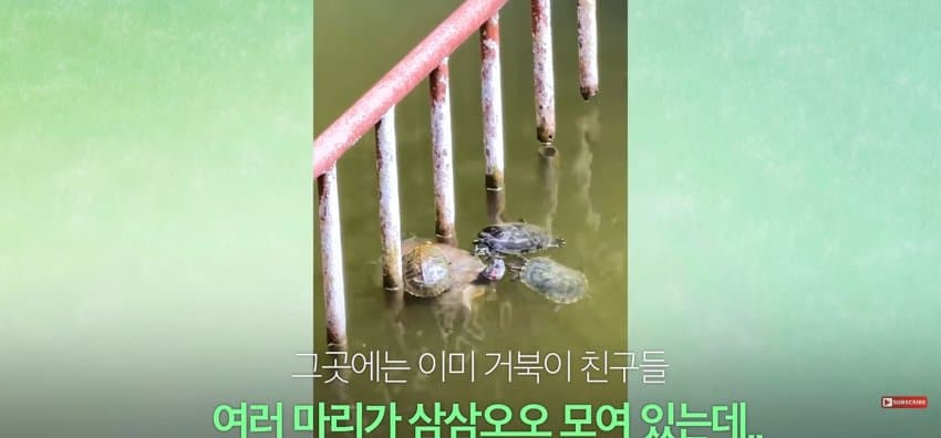 큰 거북이 곤경에 처하자 헤엄쳐간 작은 영웅들 (2)