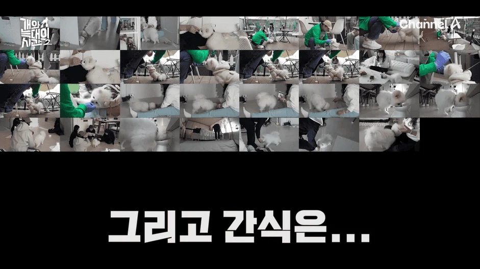 [#개와늑대의시간2] _저 같아도 물 것 같._ 하루에 개를 462번 부르는 보호자!_😨🚨 (귀에 딱지 앉을 듯.)🤕🐕 _ 개와 늑대의 시간2 17회 14-3 screenshot.png