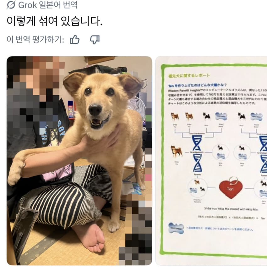 싱글벙글 너무 섞여서 잘 모르겠는 잡종견 사진집이 갖고 싶어 (20)