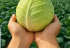 무안 양배추 3kg