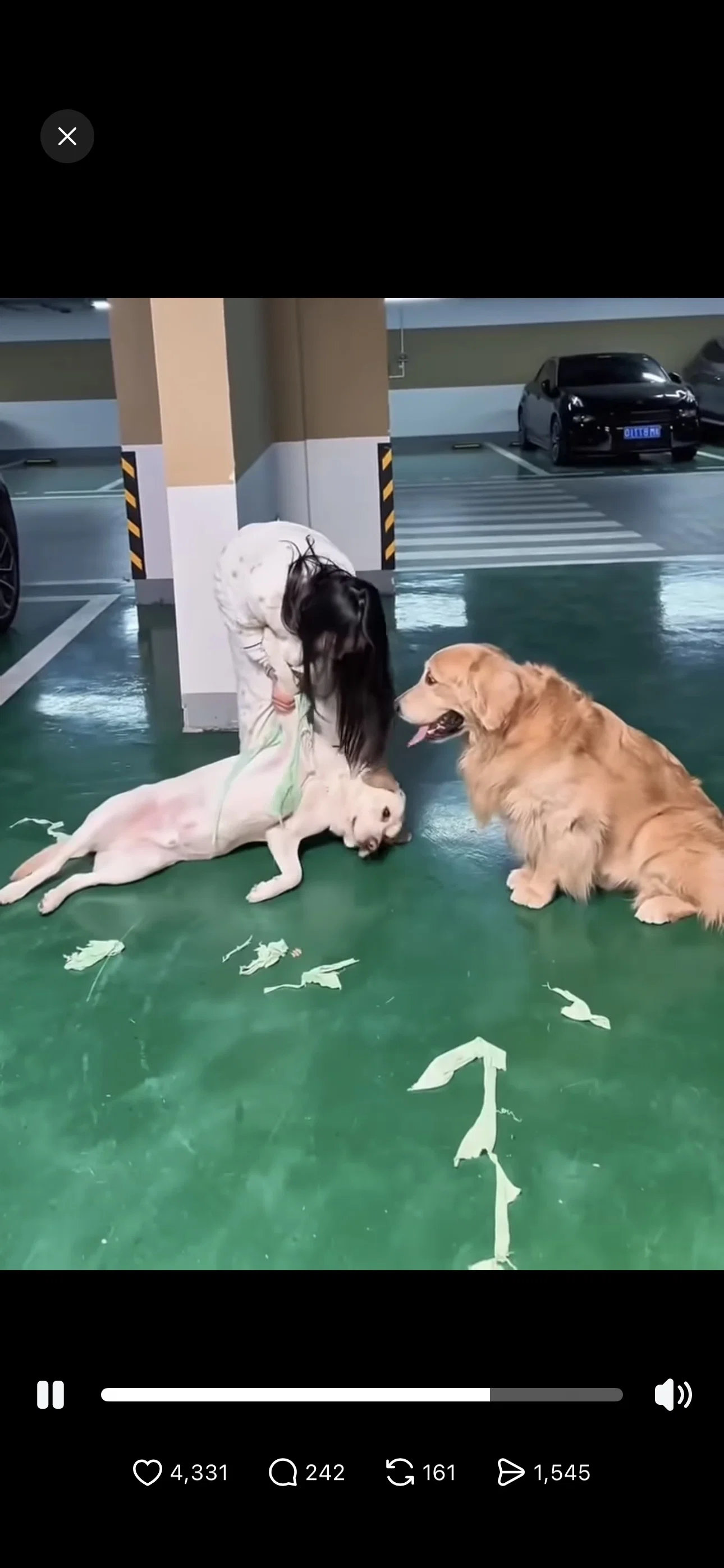 아 이거 진짜 ㅈㄴ 웃기다 골댕이 옷 친구 댕댕이한케 물려줬는데 산책하다 마주쳤대 (3)