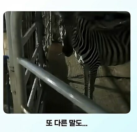 말이 얼룩말을 만나면 보이는 반응 레전드 (4)